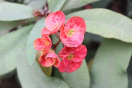 A bunch of Euphorbia milii red flowers presents a striking sight, captivating with its vibrant and fiery hues. 