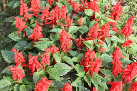 Salvia splendens flower bouquet, commonly known as scarlet sage or tropical sage, boasts strikingly vibrant blooms that captivate with their intense hues and elegant form.