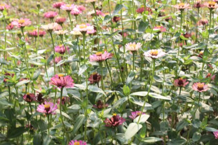 jardín con flores Zinnia peruviana, un vibrante tapiz de colores se despliega, con la Zinnia peruviana de pie como una pieza central radiante. 