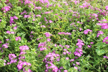flowering garden with Phlox drummondii, the enchanting beauty of Phlox drummondii unfolds like a painter's palette come to life. 