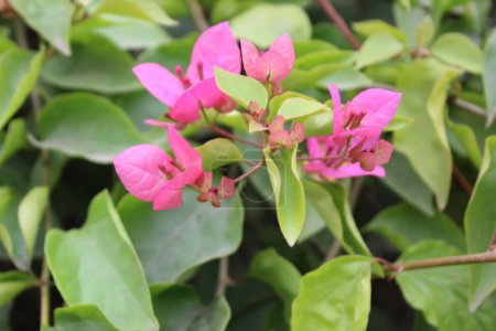Bougainvillea spectabilis Blüten mit einem verschwommenen natürlichen, gemeinhin als große Bougainvillea bekannt, ist eine lebendige und fesselnde Blütenpflanze, die für ihre blendende Farbenpracht bekannt ist.. 
