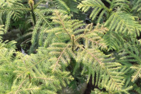 close up of Araucaria biramulata leaves unveils a botanical marvel, characterized by a unique blend of symmetry, texture, and resilience. 