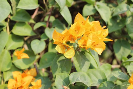 Nahaufnahme von Bougainvillea buttiana Blüten, die für ihre extravaganten Hochblätter bekannt sind, Bougainvillea buttiana, auch als Papierblumen oder Papierpflanzen bekannt, fesseln das Auge mit ihren schillernden Farbtönen und ihrer komplexen Struktur.