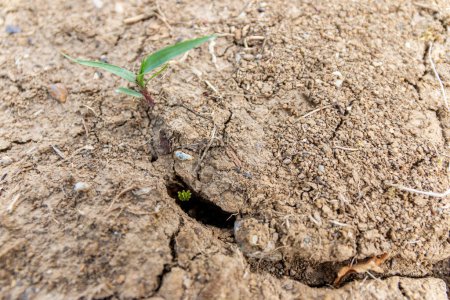 Dry cracked land with plant sprout. Water shortage, global warming, water scarcity, water crisis. Soil erosion and desertification. Concept of new life