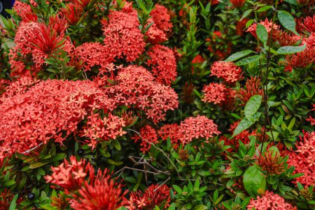 Téléchargez les photos : Ixora chinensis prospère sur de belles fleurs rouges - en image libre de droit