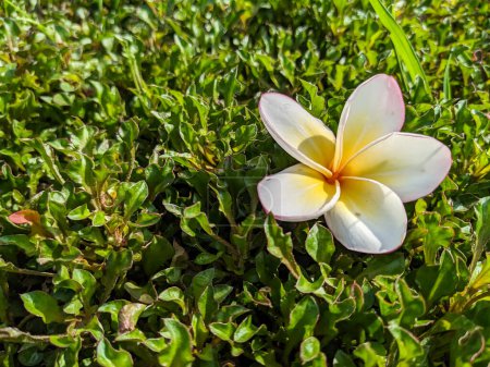 Frangipani flowers or frangipani or plumeria flowers are beautiful and fresh on a background of green leaves.