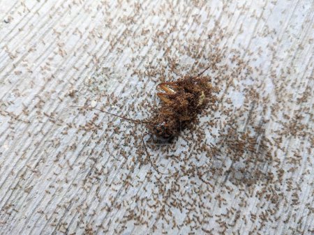 dead cockroaches eaten by thousands of ants
