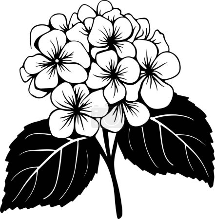 Téléchargez les illustrations : Illustration vectorielle de silhouette de fleur d'hortensia fond blanc - en licence libre de droit