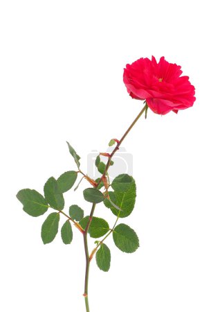 Foto de Rosa lucieae, rosa conmemorativa roja aislada sobre fondo blanco - Imagen libre de derechos