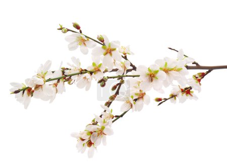 Téléchargez les photos : Branche d'amandier en fleurs isolée sur fond blanc, Prunus amygdalus - en image libre de droit