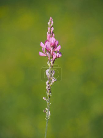 Foto de Flor de sainfoína común, Onobrychis viciifolia - Imagen libre de derechos