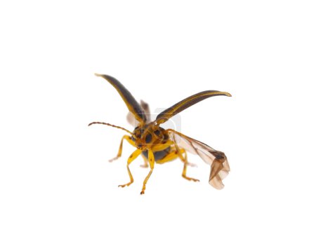 Foto de Escarabajo de olmo aislado sobre fondo blanco, Xanthogaleruca luteola - Imagen libre de derechos