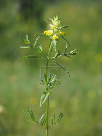 Photo for Greater yellow-rattle plant, Rhinanthus angustifolius - Royalty Free Image