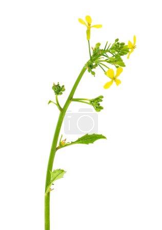 Photo for Wild mustard plant isolated on white background, Sinapis arvensis - Royalty Free Image