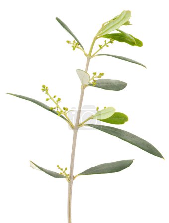 Photo for Olive tree branch isolated on white background, Olea europaea - Royalty Free Image