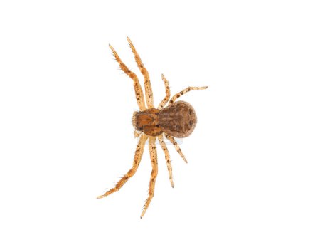 Foto de Araña cangrejo común aislada sobre fondo blanco, Xysticus cristatus - Imagen libre de derechos