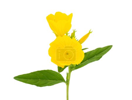 Common evening-primrose isolated on white background, Oenothera biennis