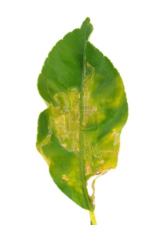 Lemon tree leaf infested by the citrus leafminer moth isolated on white background