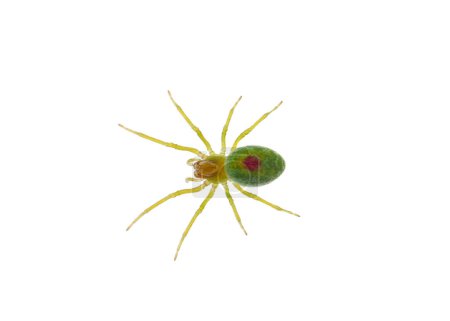Photo for Green cribellate spider isolated on white background, Nigma walckenaeri - Royalty Free Image
