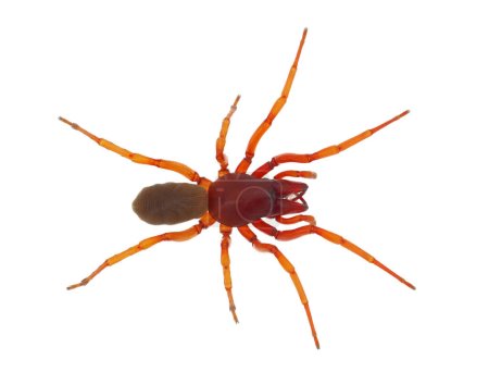 Woodlouse spider isolated on white background, Dysdera crocata