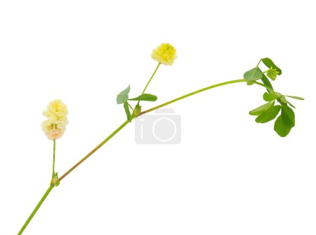 Photo for Hop trefoil isolated on white background, Trifolium campestre - Royalty Free Image