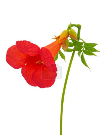Trumpet vine flower isolated on white background, Campsis radicans