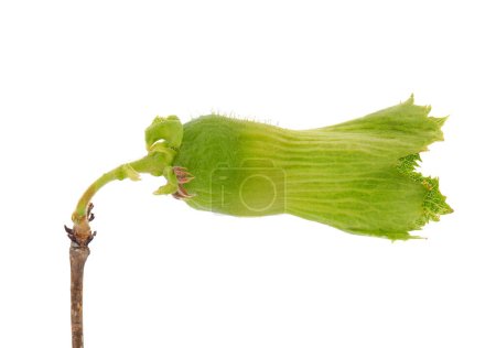 avellana común aislada sobre fondo blanco, Corylus avellana