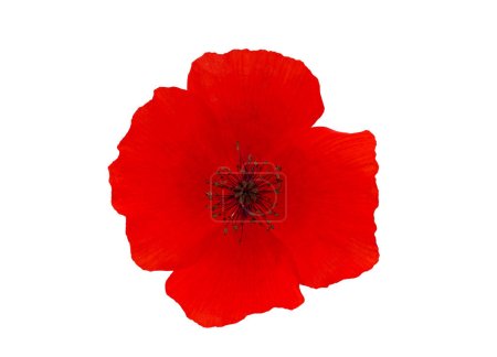 Common poppy red flower isolated on white background, Papaver rhoeas