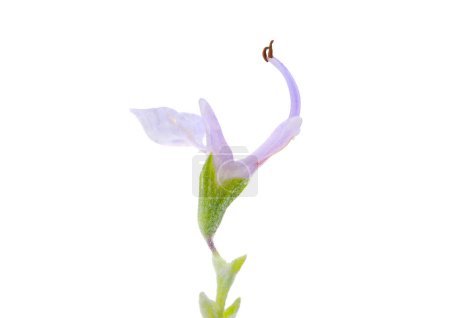 Foto de Flor de romero aislada sobre fondo blanco, Salvia rosmarinus - Imagen libre de derechos