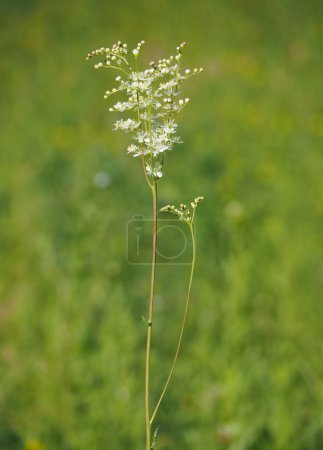 Farnblättrige Tröpfchenpflanze, Filipendula vulgaris