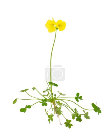 Bermuda buttercup plant isolated on white background, Oxalis pes-caprae
