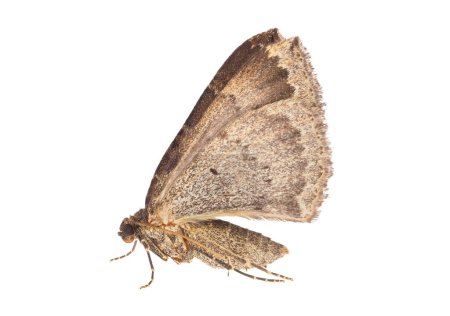 Tissue moth isolated on white background, Triphosa dubitata