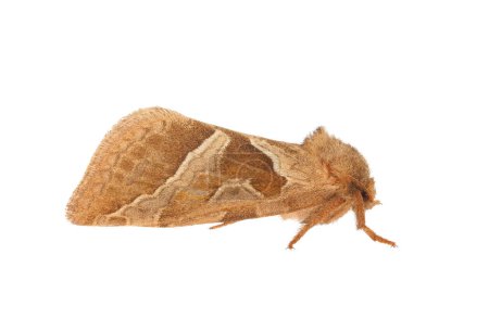 Orange swift moth isolated on white background, Triodia sylvina