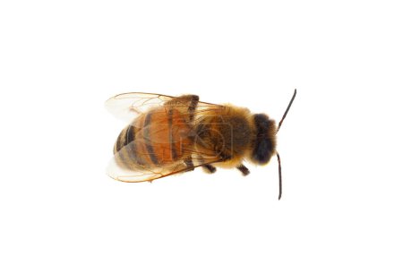 Western honey bee isolated on white background, Apis mellifera