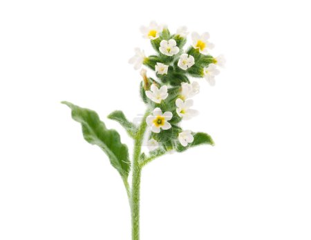 Téléchargez les photos : Fleurs d'héliotrope européen isolées sur fond blanc, Heliotropium europaeum - en image libre de droit