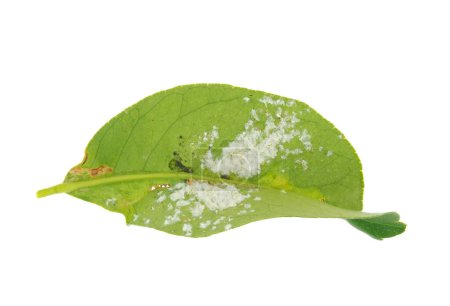 Zitronenbaumblatt von Cochenille-Krankheit befallen isoliert auf weißem Hintergrund