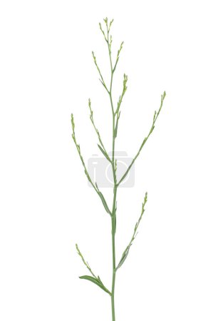 Eastern annual saltmarsh aster isolated on white background, Symphyotrichum subulatum