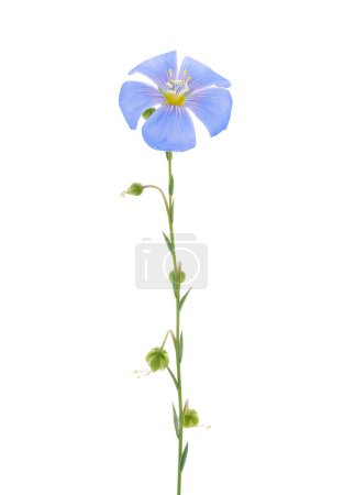 Blue flax flower isolated on white background, Linum perenne