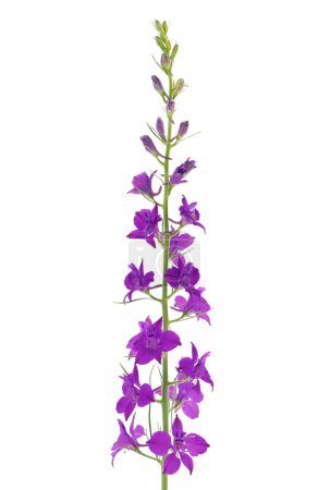 Oriental knights spur purple flower isolated on white background, Consolida orientalis