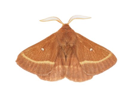 Grass eggar moth isolated on white background, Lasiocampa trifolii