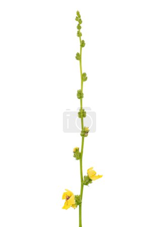 Photo for Wavyleaf mullein isolated on white background, Verbascum sinuatum - Royalty Free Image