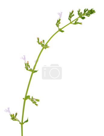 Foto de Calamenta menor aislada sobre fondo blanco, Clinopodium nepeta - Imagen libre de derechos