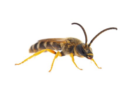 Téléchargez les photos : Grand sillon-abeille baguée isolé sur fond blanc, Halictus scabiosae - en image libre de droit