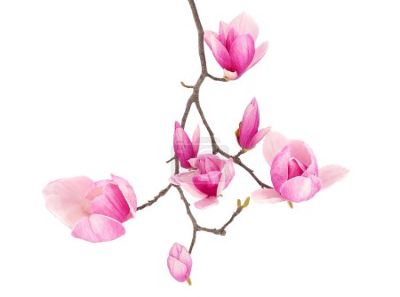 Blühende Untertasse Magnolienzweig isoliert auf weißem Hintergrund, Magnolia soulangeana