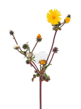 Hawkweed oxtongue plant isolated on white background, Picris hieracioides