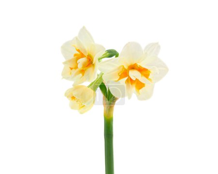 Paperwhite narcissus flowers isolated on white background, Narcissus papyraceus