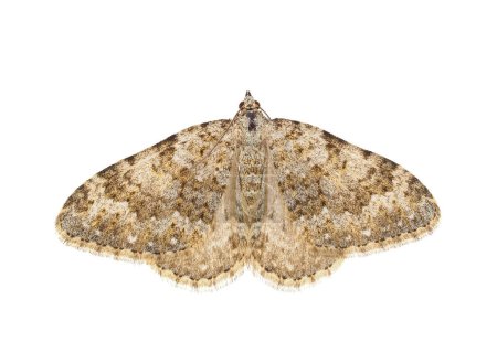 Grey mountain carpet moth isolated on white background, Entephria caesiata