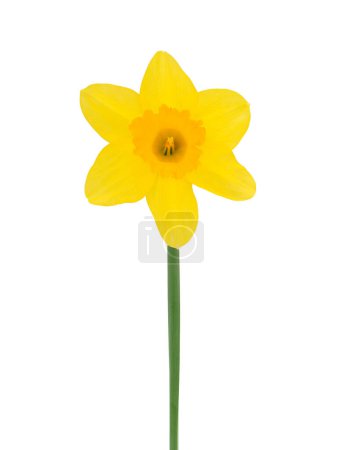 Wild daffodil flower isolated on white background, Narcissus pseudonarcissus