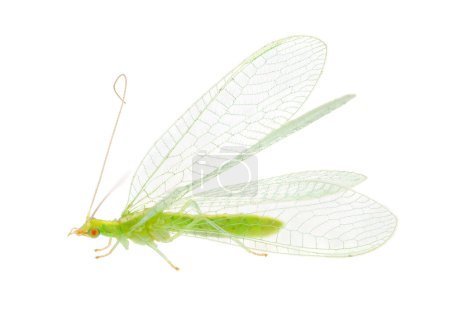 Common green lacewing isolated on white background, Chrysoperla carnea