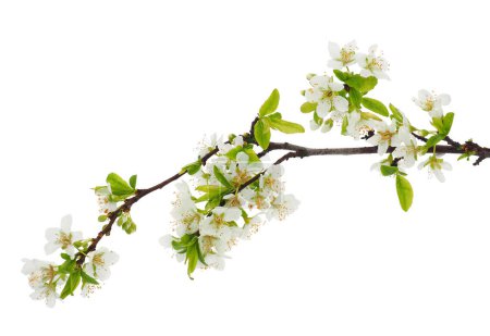 Blossoming Japanese plum tree branch isolated on white background, Prunus salicina